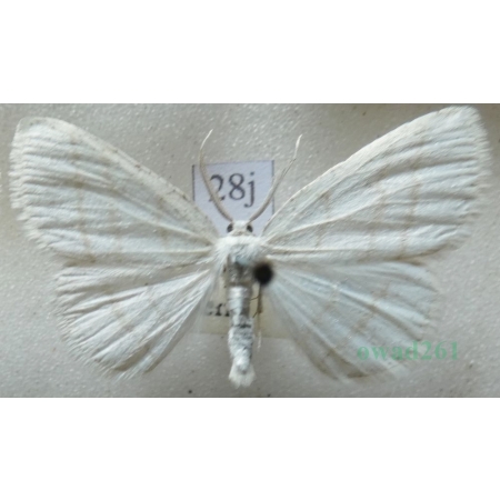 Cabera pusaria (Linnaeus, 1758) Ciemnokres wierzbowiec Czech28j